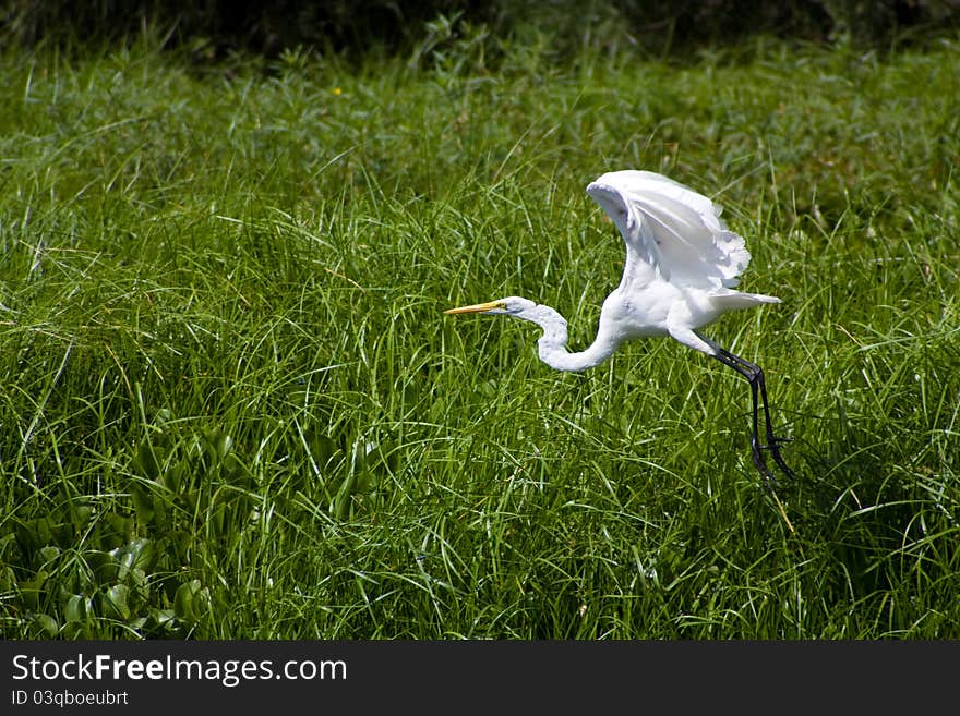 This photo was taken in the southern region of Louisiana. This egret was taking flight as I approached it.