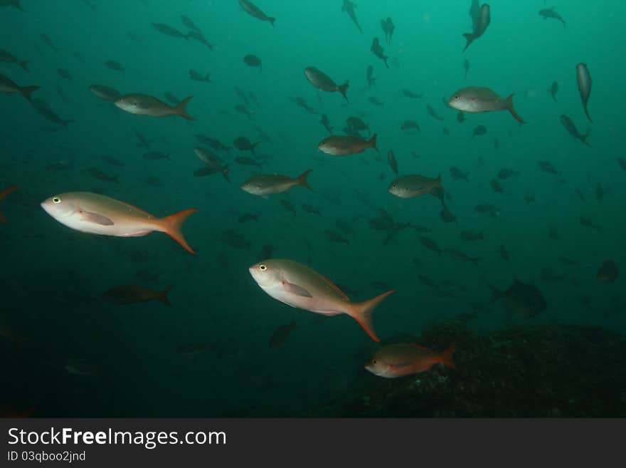 Schooling Fish