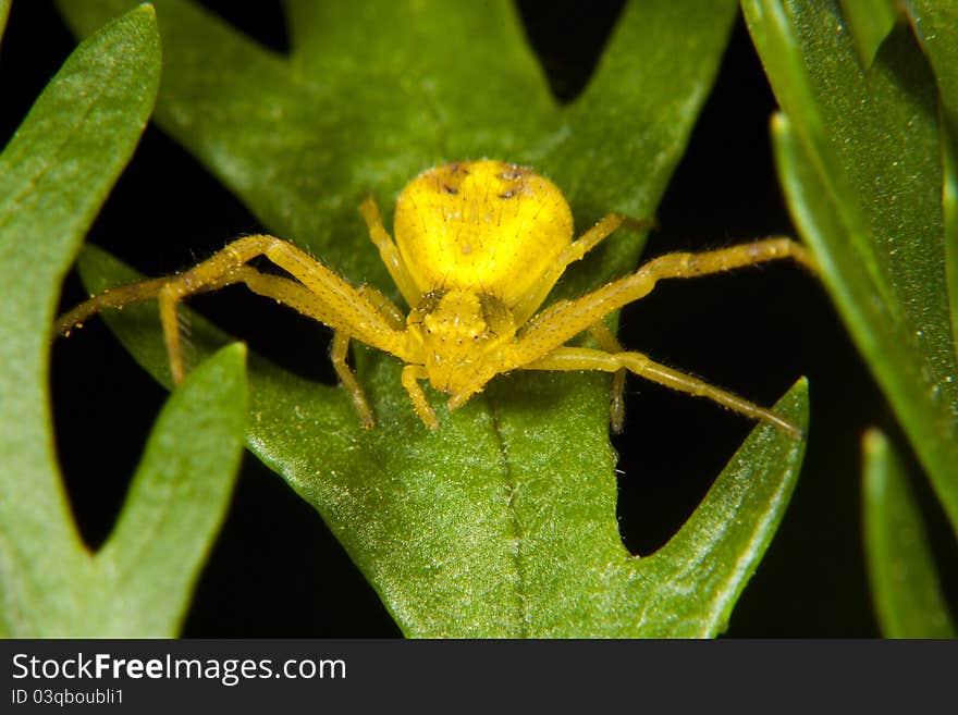 Yellow Spider On Green Leaf