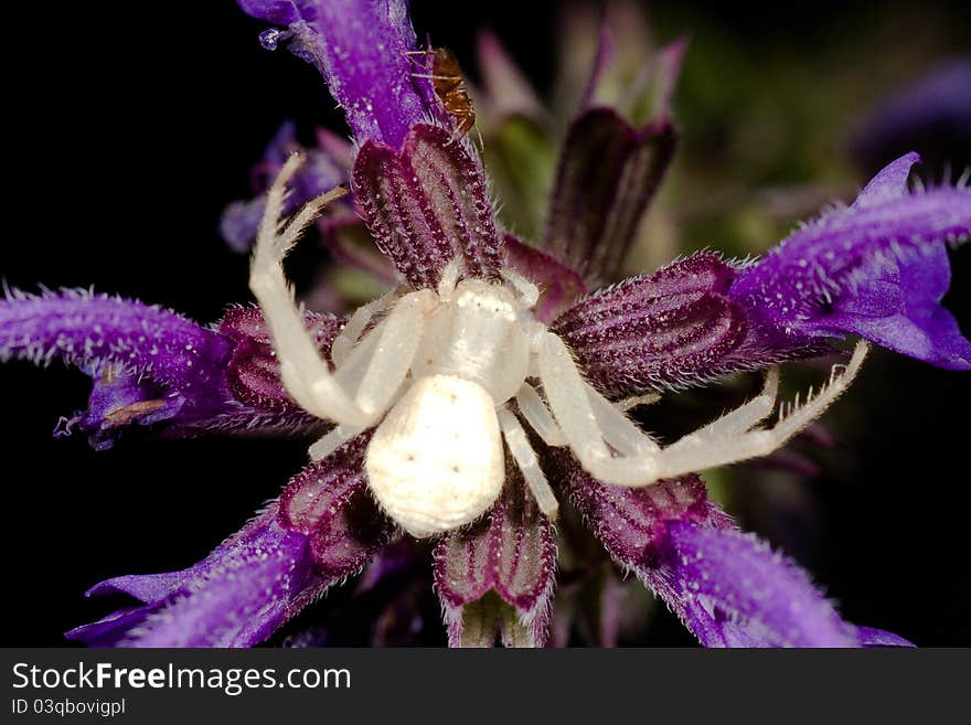 Spider On Purple Flower