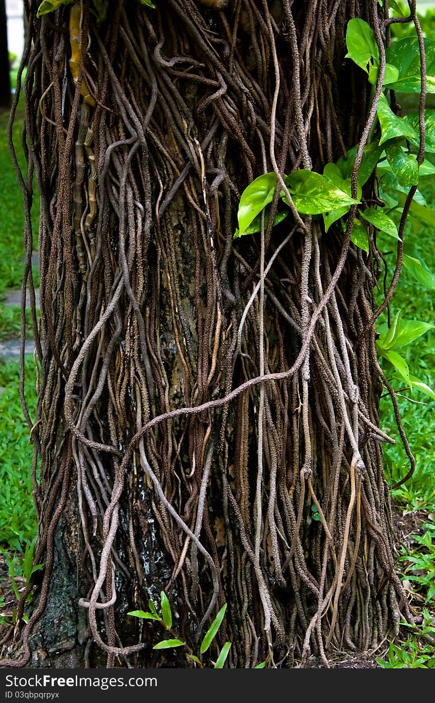 Root cover tree trunk with green leaf