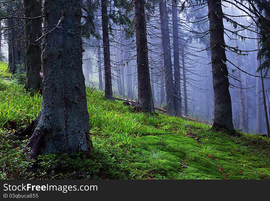 Coniferous wood in mountains after a rain