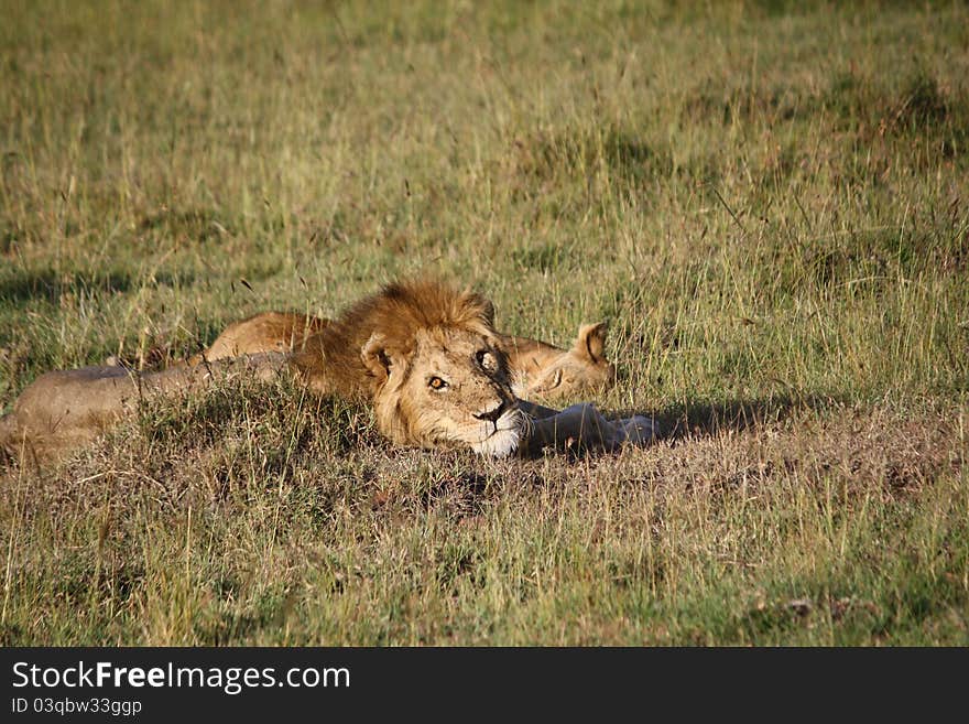 This lion waking up, looking at his female