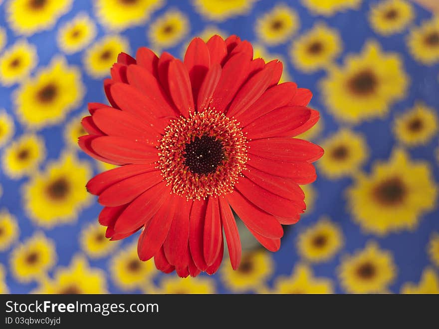 Red gerbera