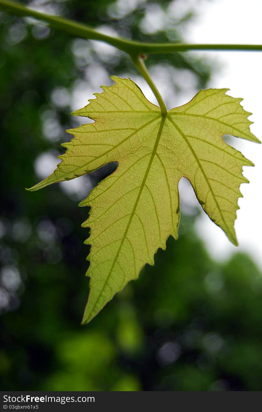 Closeup of a green leaf of vine. Closeup of a green leaf of vine