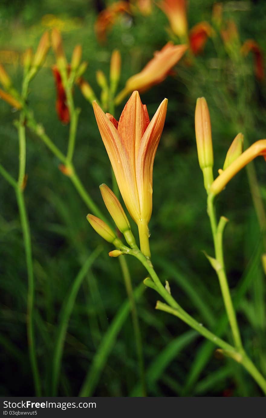 Lily buds