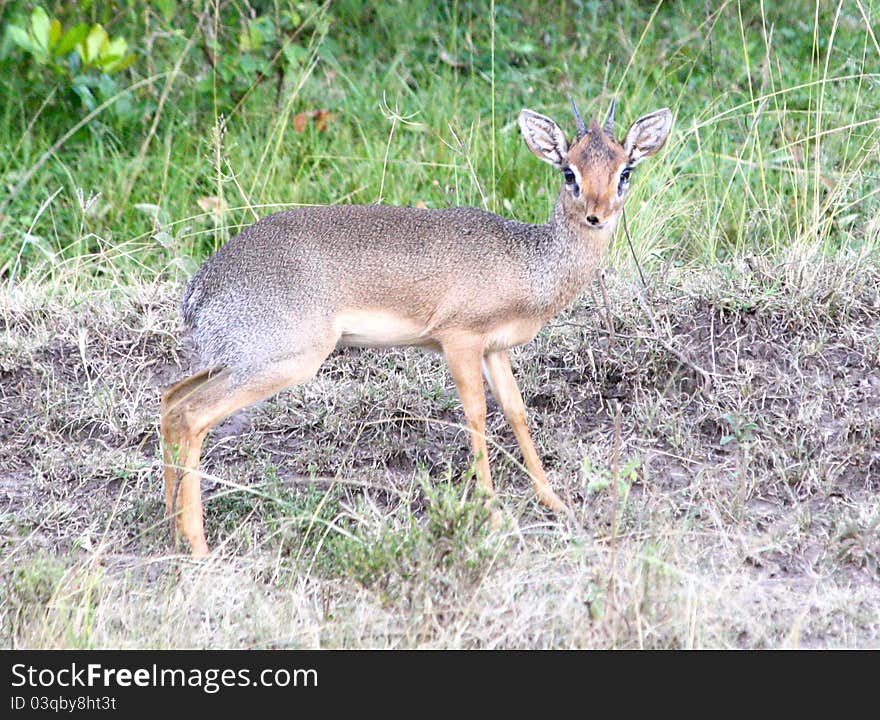 Dik Dik In Kenya