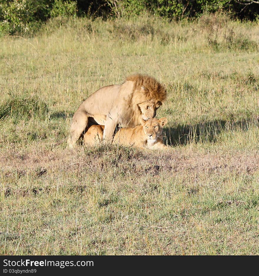 Loving Lion Couple In Kenya