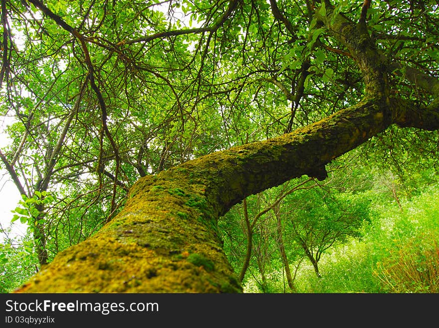 Old tree branch covered with moss in a green forest. Old tree branch covered with moss in a green forest.