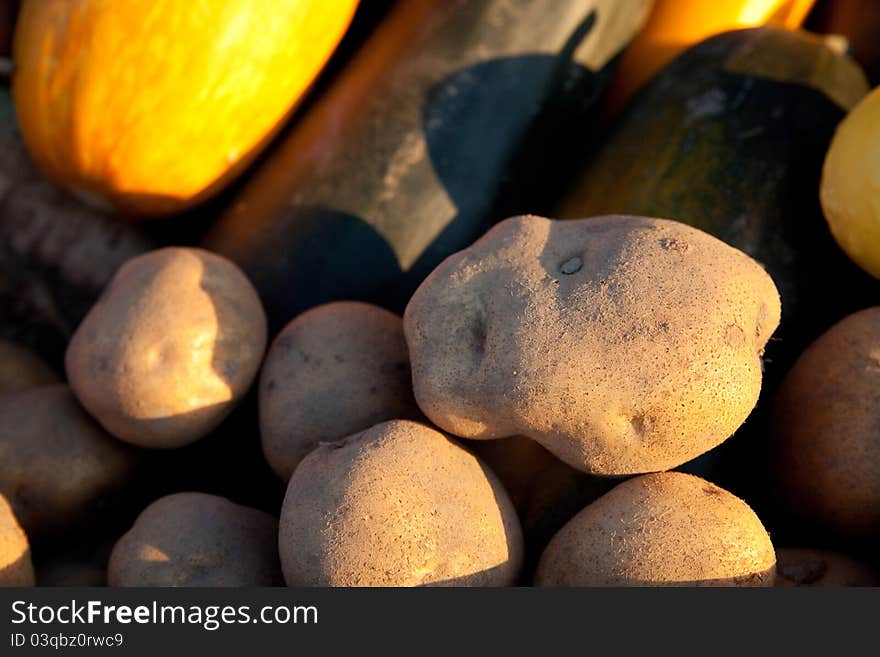 Potatoes and marrows in the evening sun