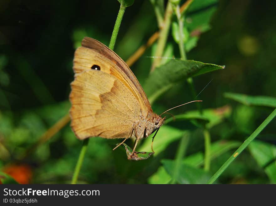 Light Brown Butterfly