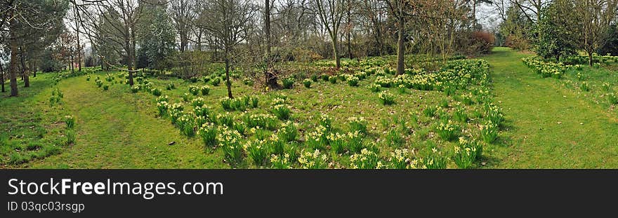 Garden of daffodils