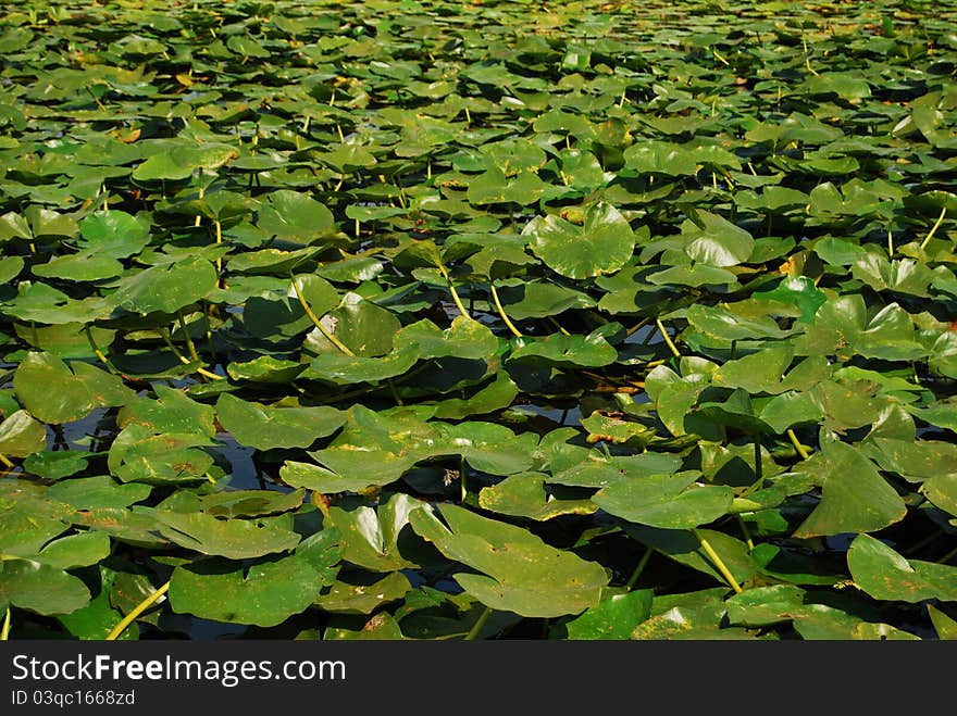 Danube Delta Lilies