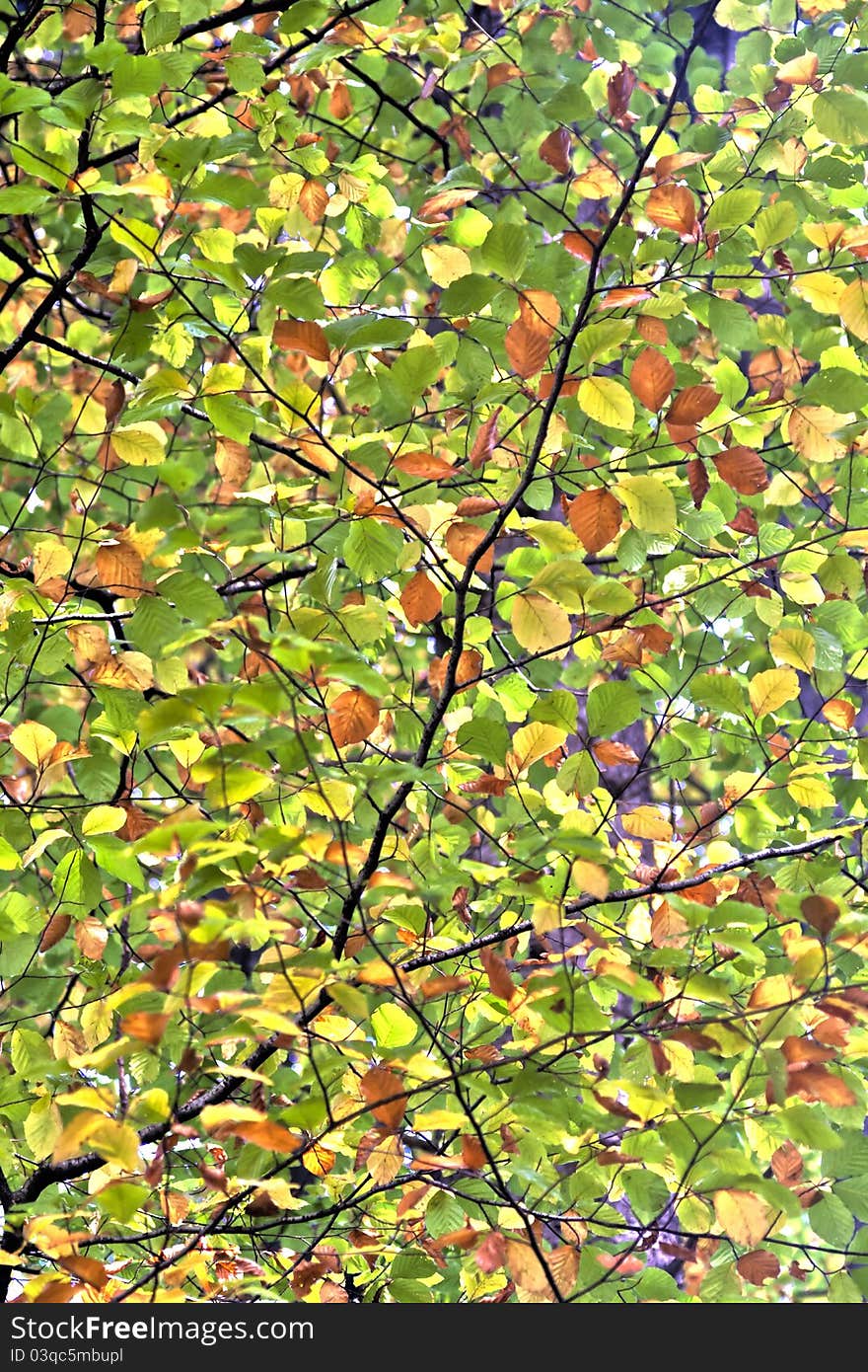 Leaves in autumn