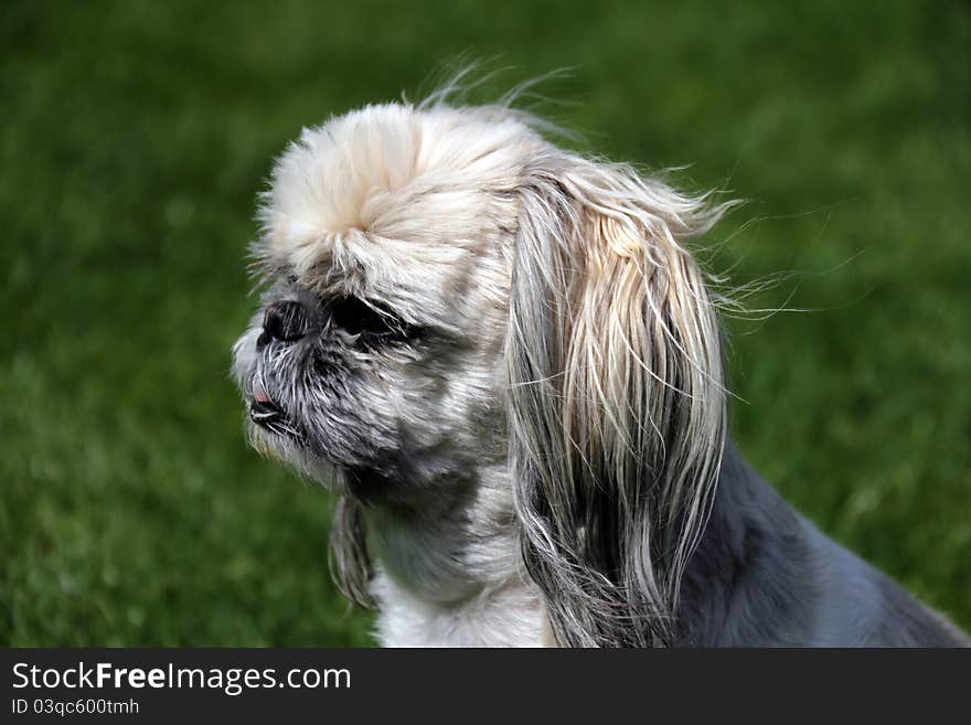 Dog - shih-tzu - is looking ahead. Dog - shih-tzu - is looking ahead