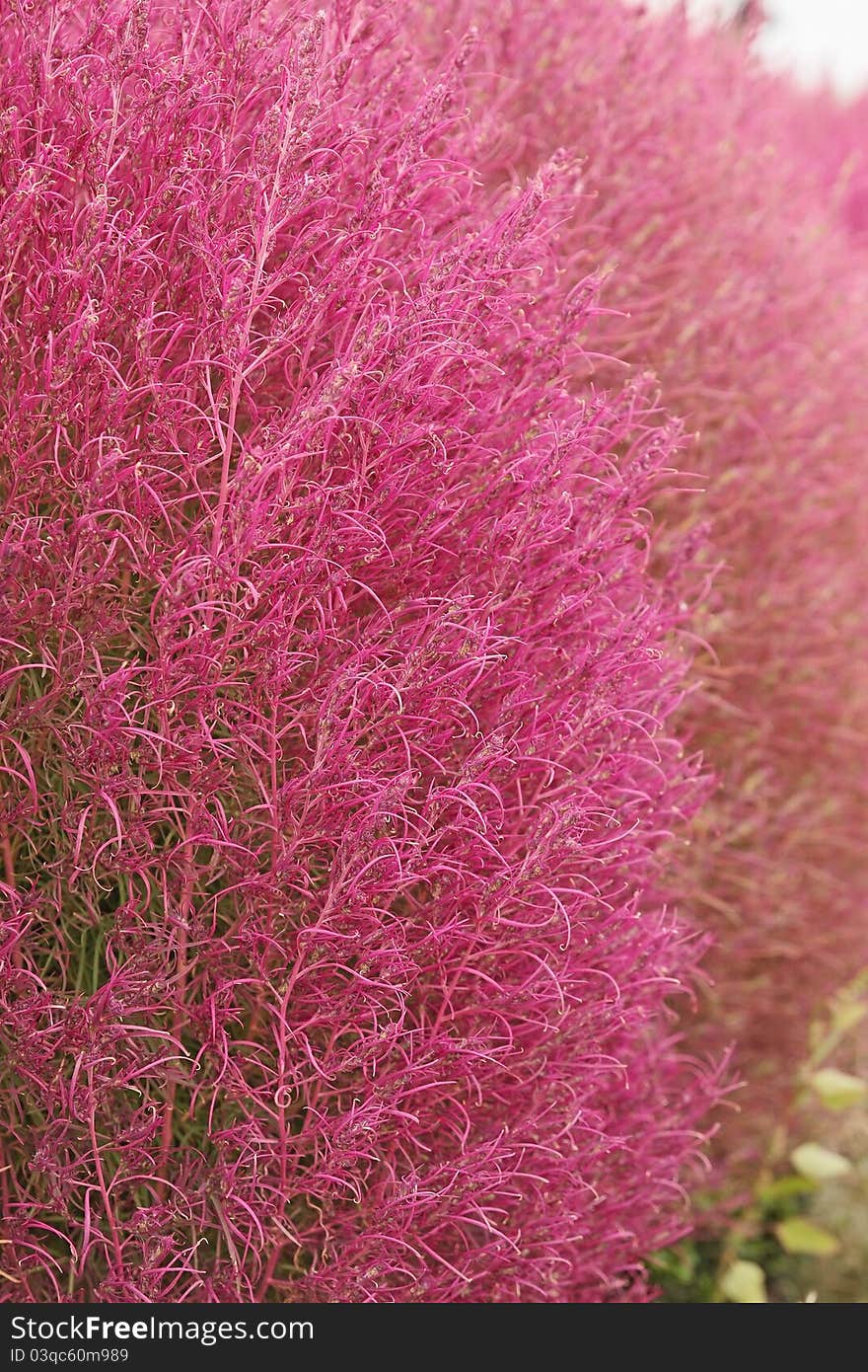 Downy, pink decorative bush of astilba visions