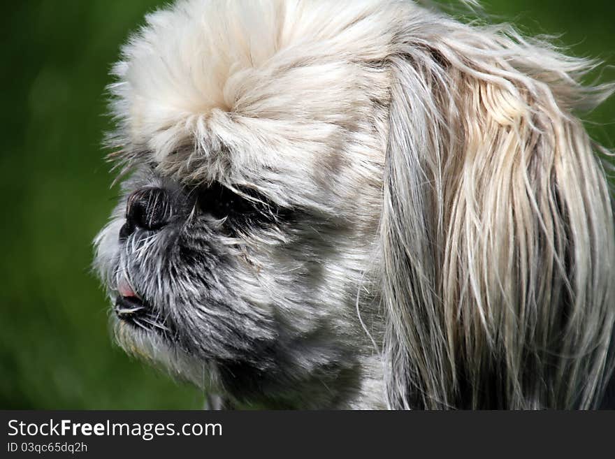 Detail of the head of the dog looking ahead. Detail of the head of the dog looking ahead