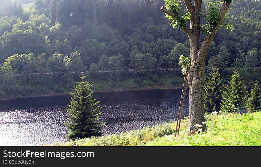 Tree at the river