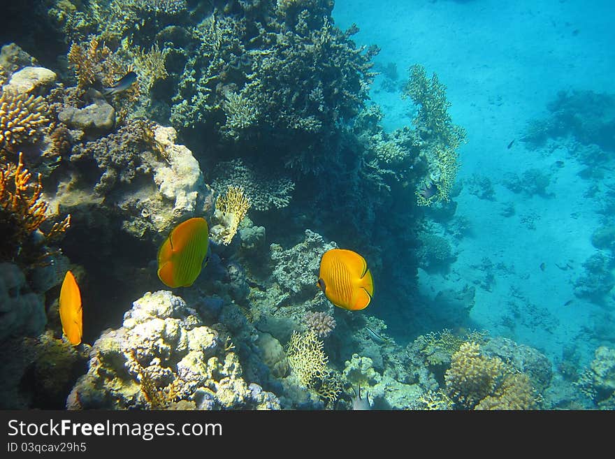 Yellow Fish In The Coral Reef