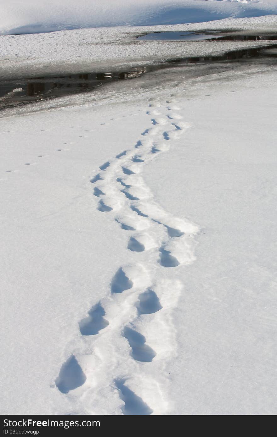 Footsteps on a frozen lake that end up in open water. Footsteps on a frozen lake that end up in open water