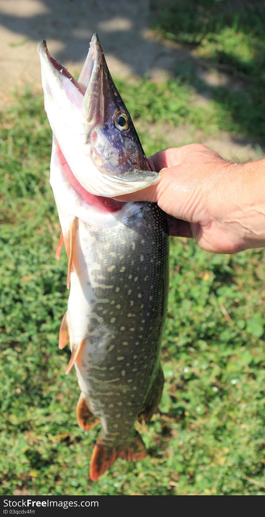 а pike in а hand of a fisherman