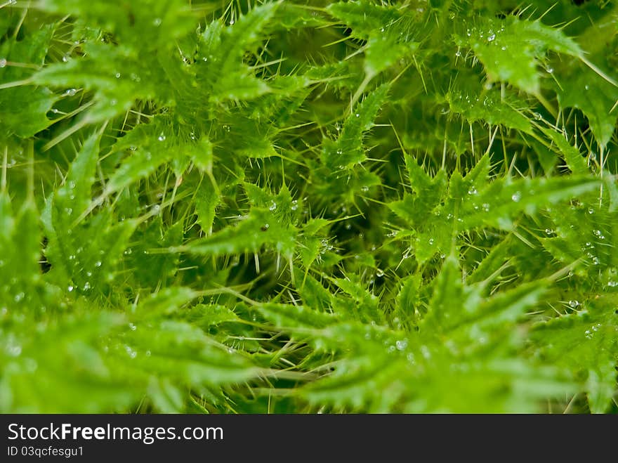 Green Plants Macro