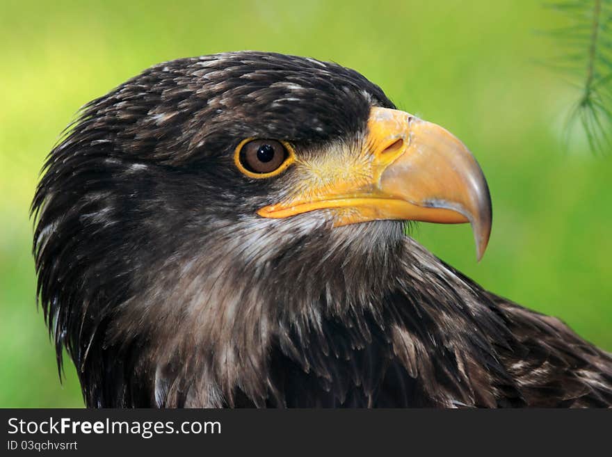 Young bird American sea eagle