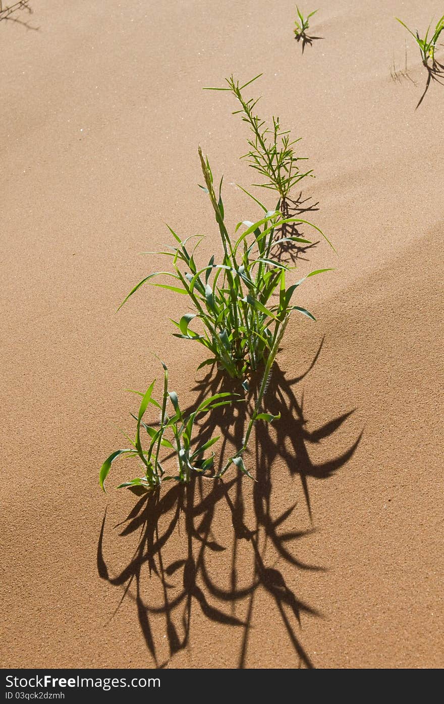 Plant in a desert