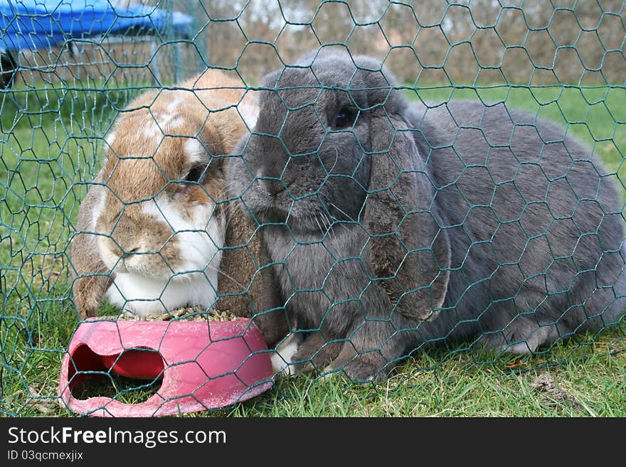 Mr. & Mrs. bunny