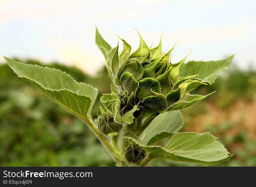 Sunflower bud