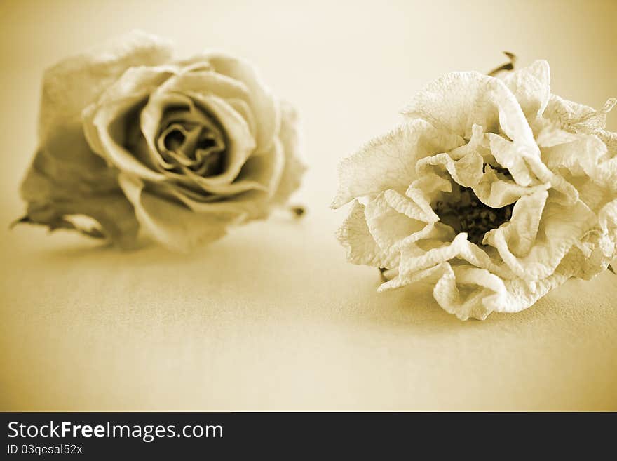 Dried roses on a gold background. Dried roses on a gold background.