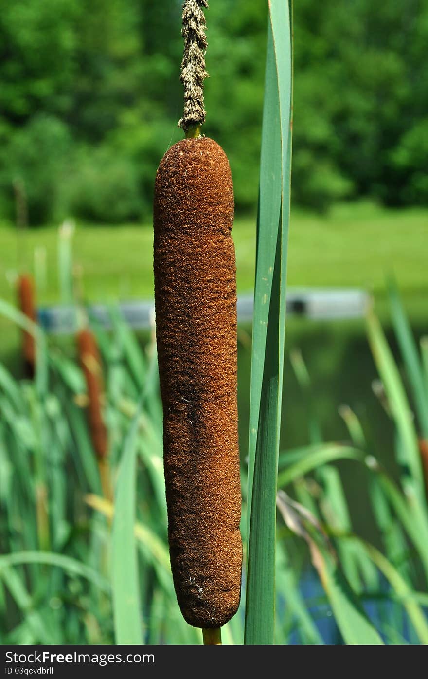 Common Cattail