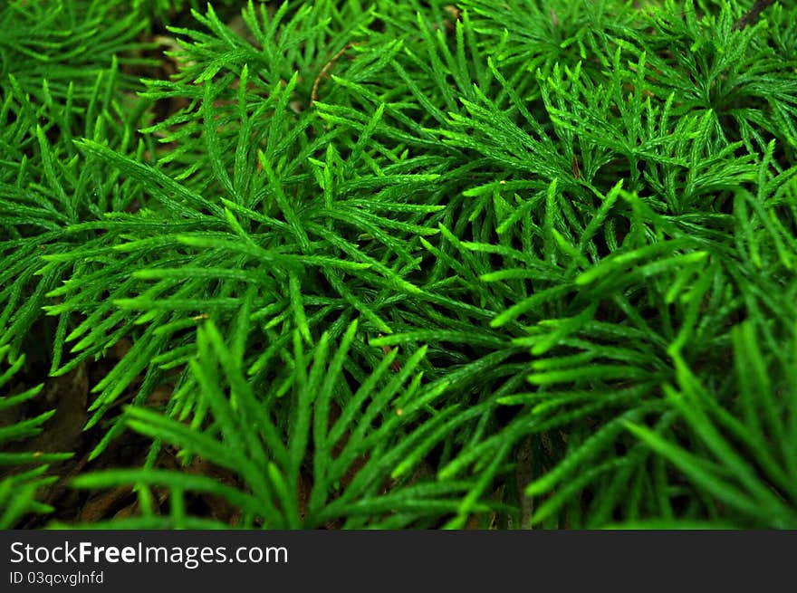 Young Evergreen trees growing in a forest.