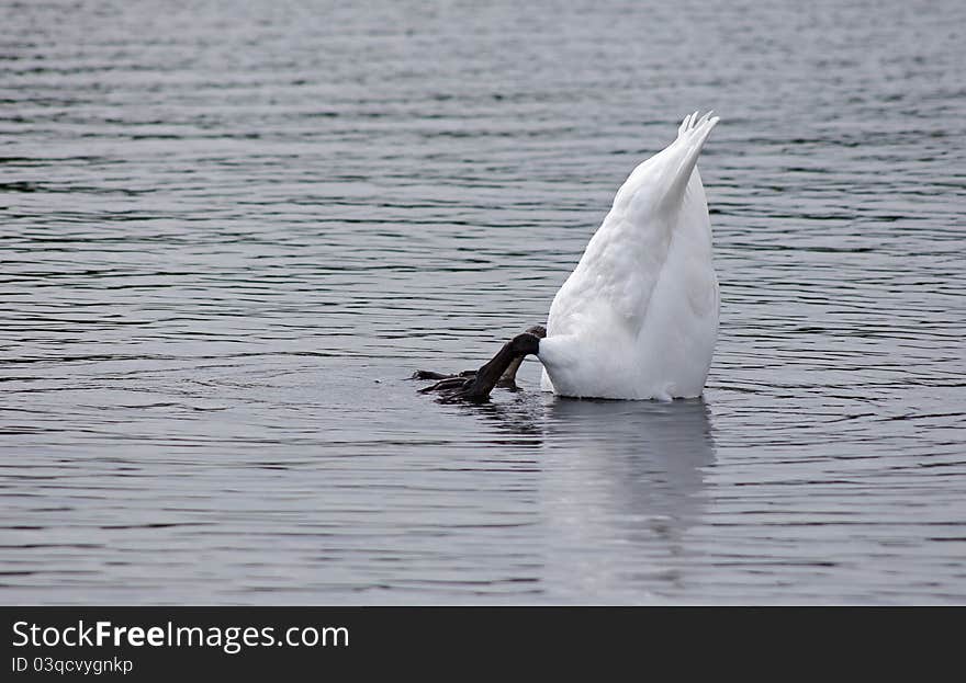 Upsidedown swan