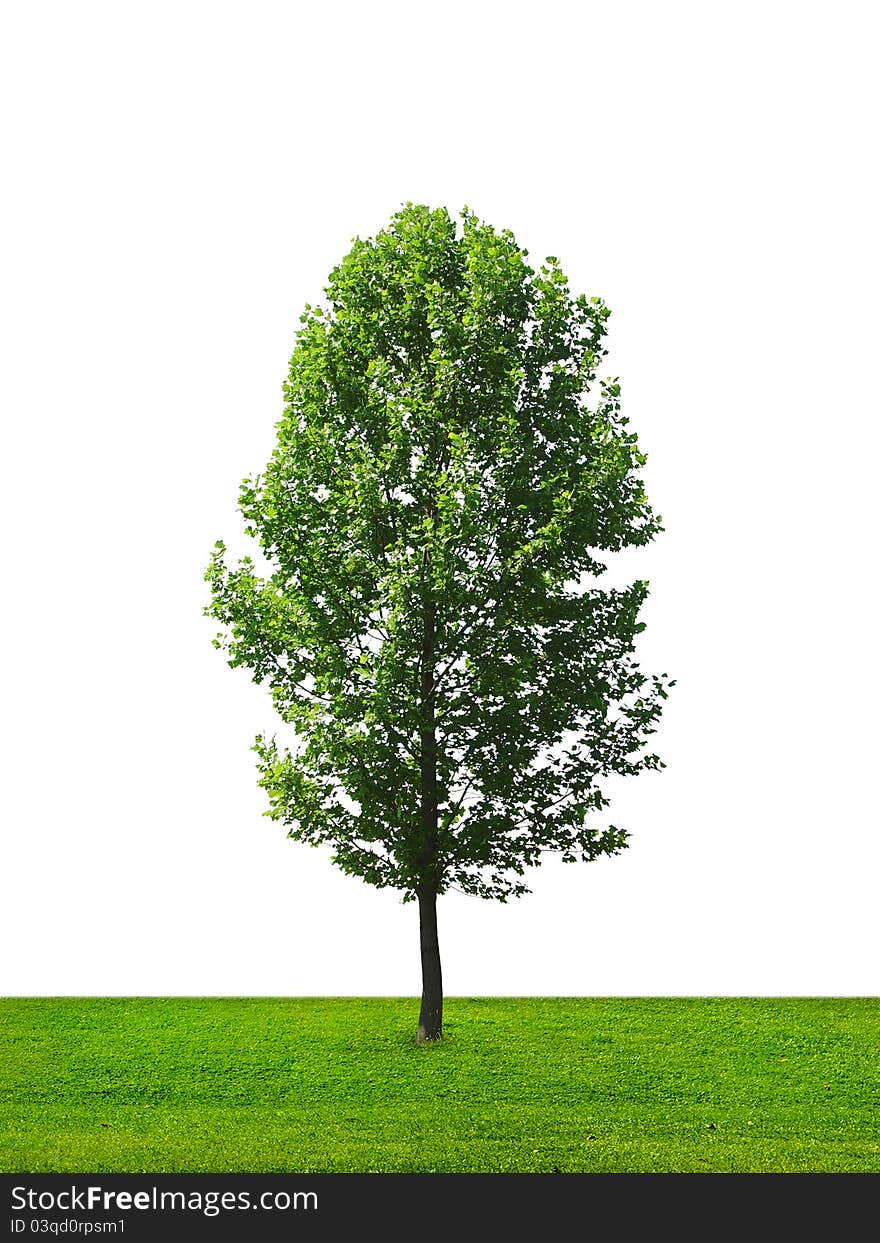 Alone tree on green meadow