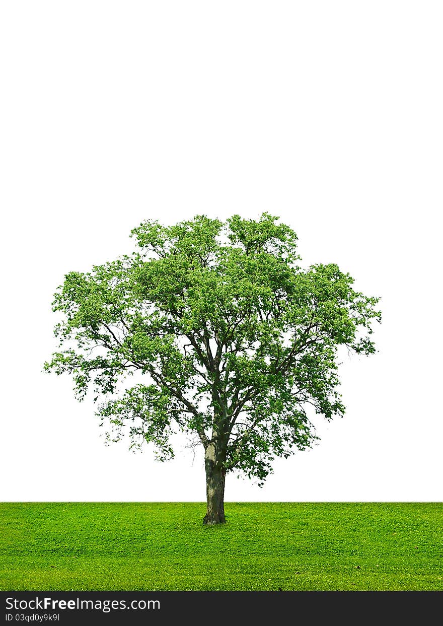 Alone tree on green meadow