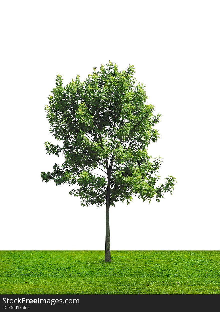 Alone tree on green meadow