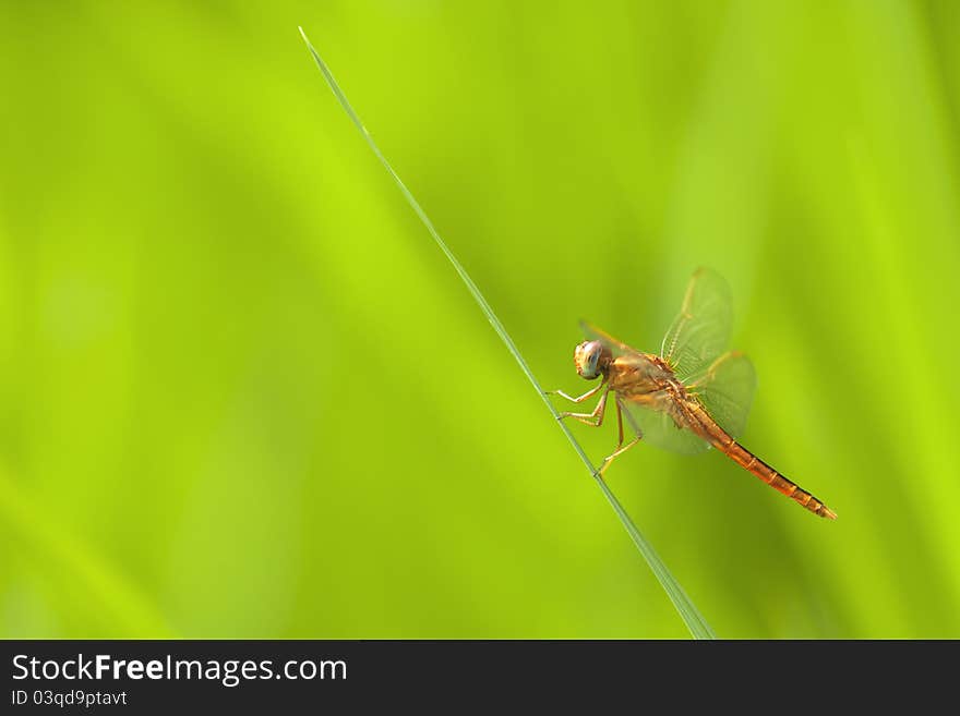 Red Dragonfly on Green Shallow background with copy space