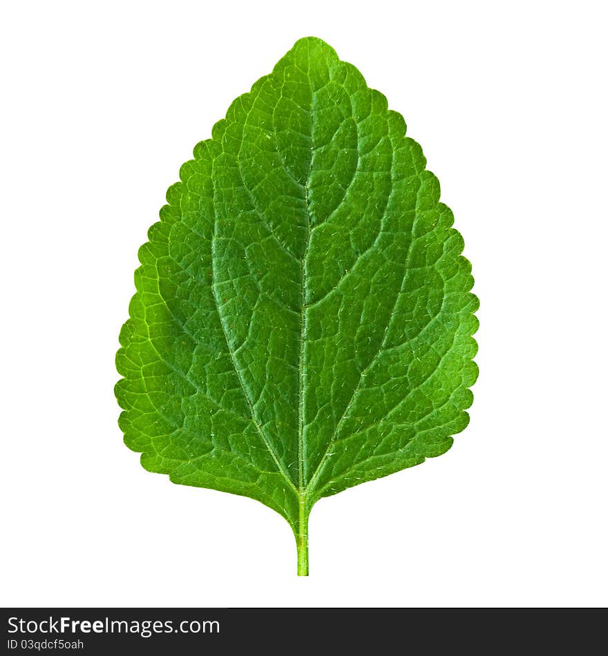 A beautiful lush green leaf. Isolated over white