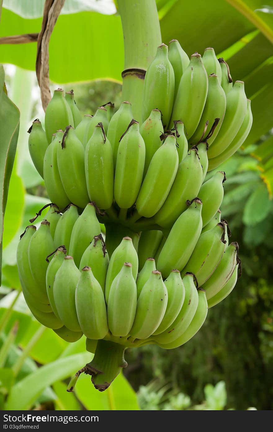 Young Fresh Bananas In Farm