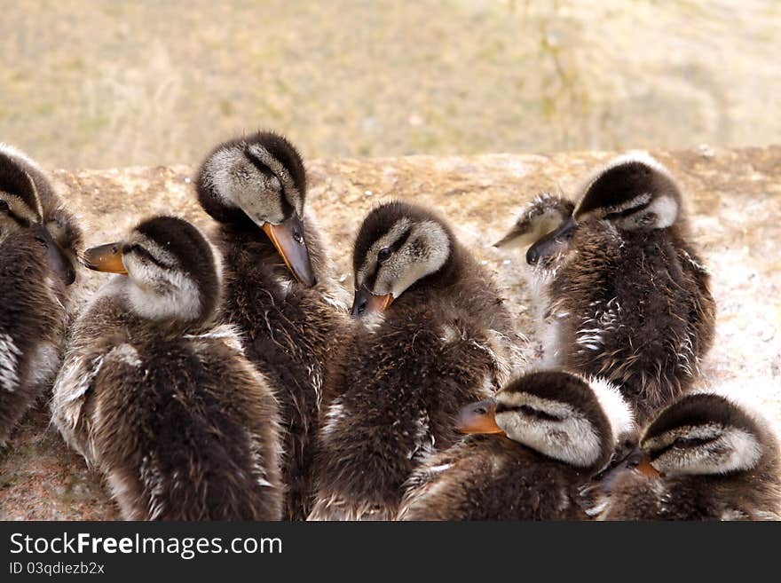 Cute Baby Ducks resting at the water. Cute Baby Ducks resting at the water