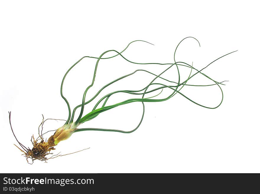 Tillandsia aerialplant on white background.