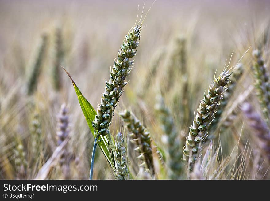 Spica of corn in the field