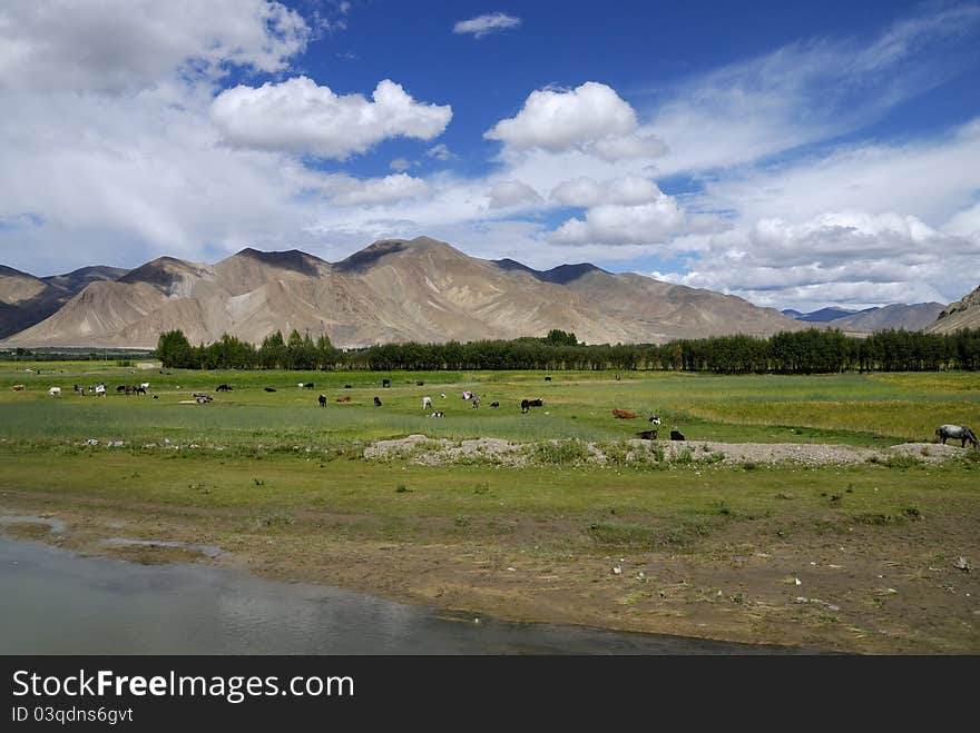 Tibet landscape