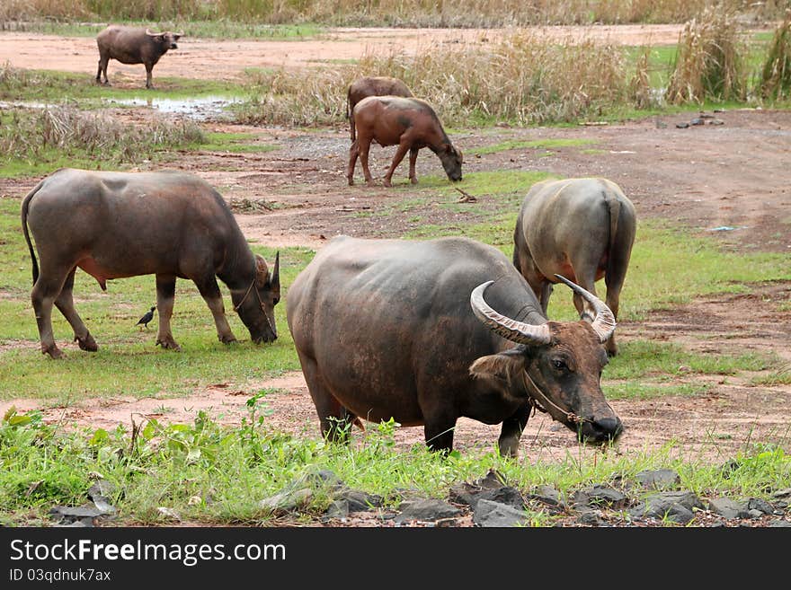 A flock of buffaloes in wide open field