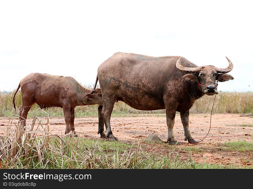 A buffalo kid is drinking milk from its mother breasts. A buffalo kid is drinking milk from its mother breasts