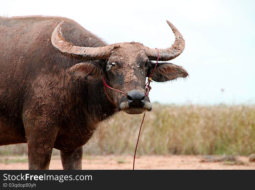 A buffalo is standing in a wide open field