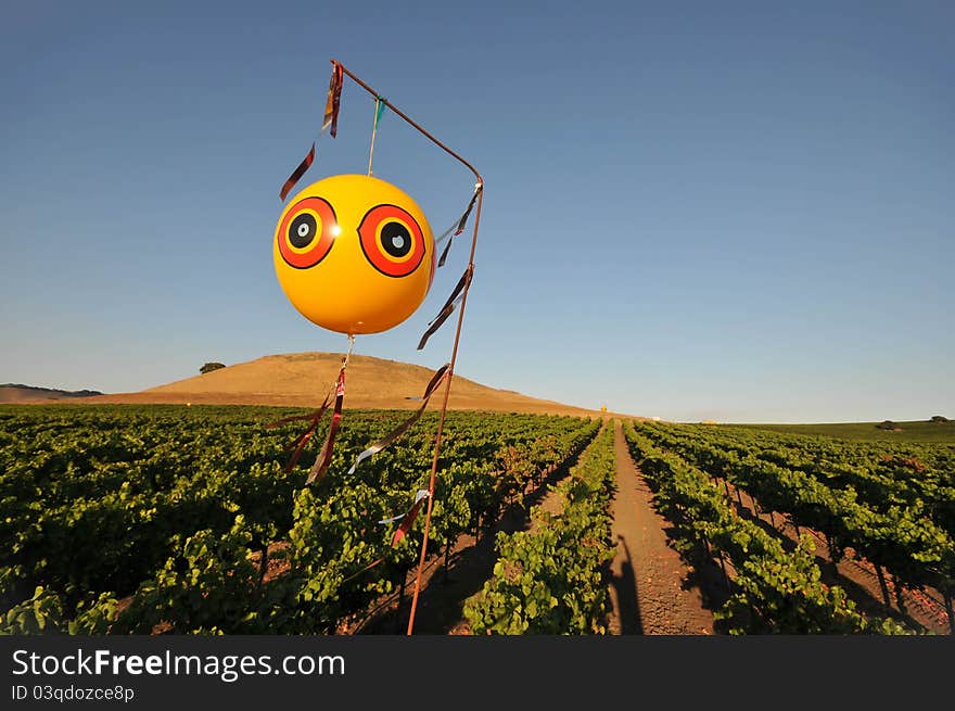 Balloon over a field of wine grapes to scare birds. Balloon over a field of wine grapes to scare birds