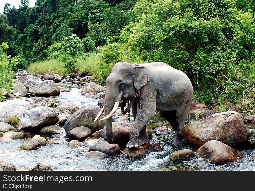 A male elephant that is walking through a gully. A male elephant that is walking through a gully