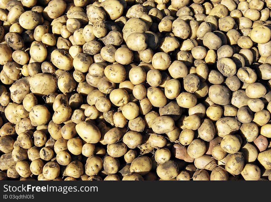 Harvest of the collected potatoes